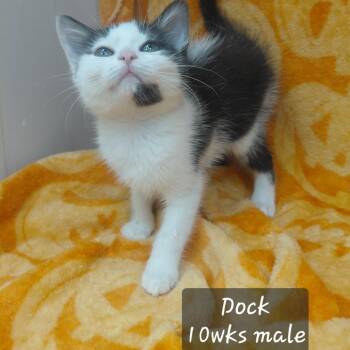Dock -  Domestic Short Hair Cat for Adoption in New Tazewell, Tennessee - Dock | PetCurious
