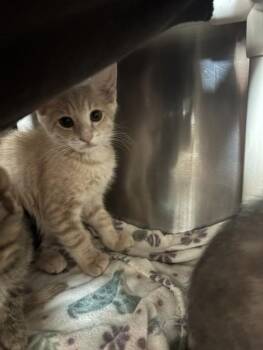 Ari -  Domestic Short Hair Cat for Adoption in Santa Rosa, California - Ari | PetCurious