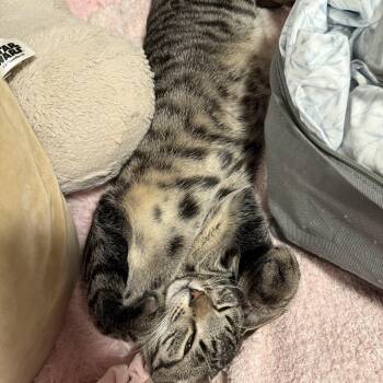 Cleo -  Domestic Short Hair Cat Available for Adoption - Cleo | PetCurious