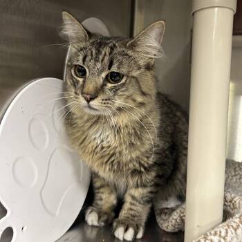 Ray* -  Domestic Medium Hair Cat for Adoption in San Gabriel, California - Ray* | PetCurious