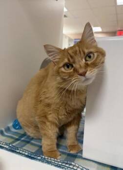Rio -  Domestic Medium Hair Cat for Adoption in Black Eagle, Montana - Rio | PetCurious