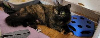 EVE -  Domestic Medium Hair Cat for Adoption in Holbrook, New York - EVE | PetCurious