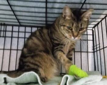 Sussurra -  Domestic Short Hair Cat for Adoption in Lemoyne, Pennsylvania - Sussurra | PetCurious