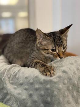 FOX -  Domestic Short Hair Cat for Adoption in Algona, Iowa - FOX | PetCurious