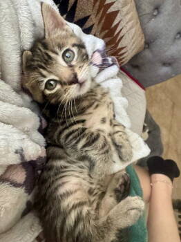 Rescue Domestic Short Hair Cats for Adoption in Herndon, Virginia - Tigger | PetCurious