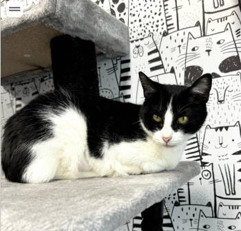 Domestic Short Hair Cats Available for Adoption - Skylar | PetCurious