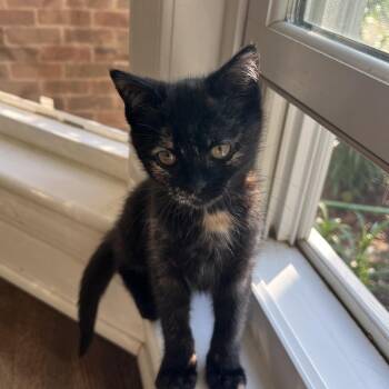 Beauty -  Domestic Medium Hair Cat for Adoption in Harrisonburg, Virginia - Beauty | PetCurious