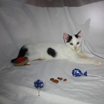 Freud -  Domestic Short Hair Cat for Adoption in Greenwood, Missouri - Freud | PetCurious