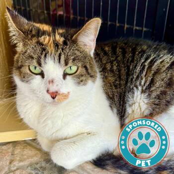 Roxy -  Domestic Short Hair Cat for Adoption in Lakeland, Florida - Roxy | PetCurious