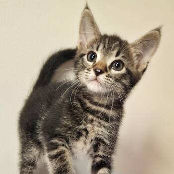 Lupine -Preadoption ONLY -  Domestic Short Hair Cat for Adoption in Chilliwack, British Columbia - Lupine -Preadoption ONLY | PetCurious