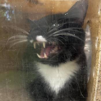 Pablo -  Domestic Short Hair Cat for Adoption in Philadelphia, Pennsylvania - Pablo | PetCurious