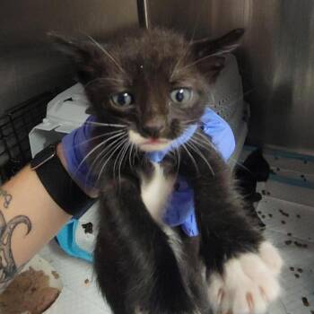Cindy -  Domestic Short Hair Cat for Adoption in Salt Lake City, Utah - Cindy | PetCurious