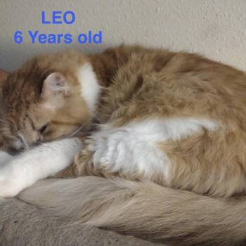 Tabby Cats Available for Adoption - Leo | PetCurious
