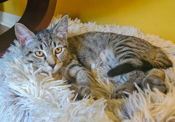 Frances -  Domestic Short Hair Cat for Adoption in Elmwood Park, New Jersey - Frances | PetCurious
