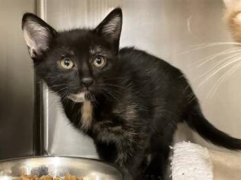 Domestic Short Hair Cats Available for Adoption in Tustin, California - MARTHA | PetCurious