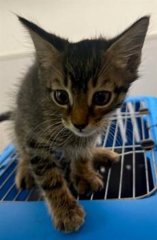 A660328 -  Domestic Short Hair Cat for Adoption in Houston, Texas - A660328 | PetCurious