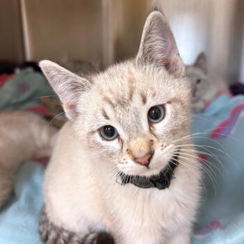 Domestic Short Hair Cats Available for Adoption in Woodinville, Washington - Huckleberry | PetCurious