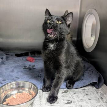 Smith -  Domestic Short Hair Cat for Adoption in Springfield, Illinois - Smith | PetCurious