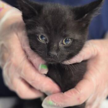 Domestic Short Hair Cats Available for Adoption in Newark, New Jersey - Quen | PetCurious