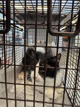 Domestic Short Hair Cats Available for Adoption in San Antonio, Texas - A801672 | PetCurious