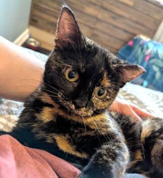 Tortoiseshell and Domestic Short Hair Cats Available for Adoption in Lombard, Illinois - Pandora | PetCurious