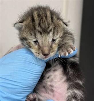 Domestic Short Hair Cats Available for Adoption in San Bernardino, California - SALEM | PetCurious