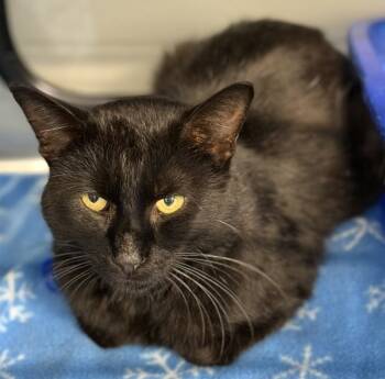 Rescue Domestic Short Hair Cats for Adoption in Sheboygan, Wisconsin - Denver | PetCurious