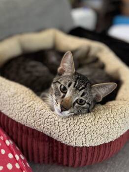 Rescue Domestic Short Hair Cats for Adoption in Guthrie, Oklahoma - Gucci | PetCurious