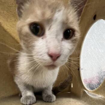 Nikolai -  Domestic Short Hair Cat for Adoption in Philadelphia, Pennsylvania - Nikolai | PetCurious