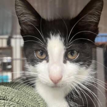 Pokey Polkadot -  Domestic Short Hair Cat for Adoption in York, Pennsylvania - Pokey Polkadot | PetCurious