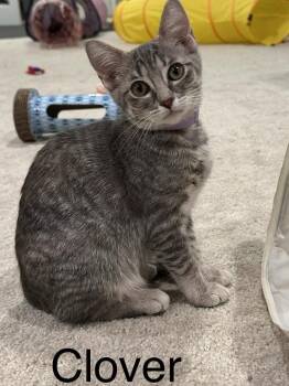 Clover -  Domestic Short Hair Cat for Adoption in Ruther Glen, Virginia - Clover | PetCurious