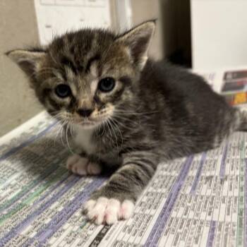 Domestic Short Hair Cats Available for Adoption - Haribo | PetCurious