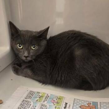 Rescue Domestic Short Hair Cats for Adoption in Phoenixville, Pennsylvania - Glinda | PetCurious