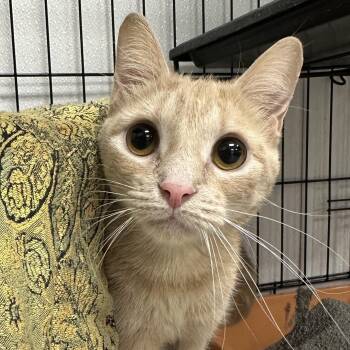 Domestic Short Hair Cats Available for Adoption in Youngstown, Ohio - Paprika | PetCurious