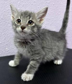 Rescue Domestic Short Hair Cats for Adoption in El Paso, Texas - ELSA | PetCurious