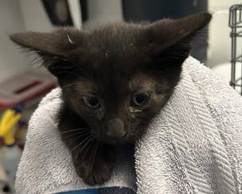 Clementine -  Domestic Short Hair Cat for Adoption in Golden, Colorado - Clementine | PetCurious