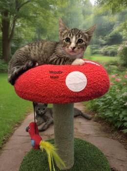 Wasabi -  Tabby Cat for Adoption in Leona Valley, California - Wasabi | PetCurious