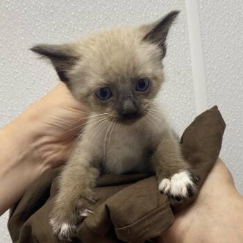 Maker -  Siamese Cat for Adoption in Franklin, North Carolina - Maker | PetCurious