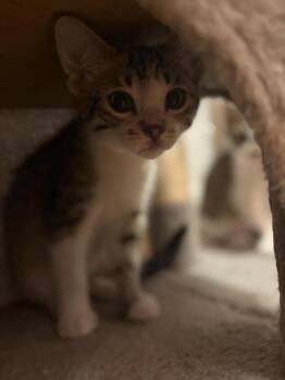 Hamburglar -  Domestic Short Hair Cat for Adoption in Millcreek, Utah - Hamburglar | PetCurious