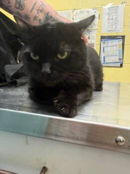 KYLO (NEUTERED) -  Domestic Short Hair Cat for Adoption in Crossville, Tennessee - KYLO (NEUTERED) | PetCurious