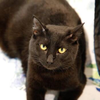 Domestic Short Hair Cats Available for Adoption in Clearwater, Florida - Mateo | PetCurious