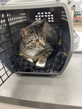 Domestic Short Hair Cats Available for Adoption in Omaha, Nebraska - TIGER | PetCurious