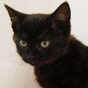 Destin -  Domestic Short Hair Cat for Adoption in Calverton, New York - Destin | PetCurious