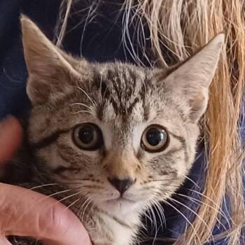 Tova -  Tabby and Domestic Short Hair Cat for Adoption in San Jose, California - Tova | PetCurious
