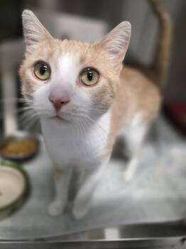 Jack -  Domestic Short Hair Cat for Adoption in Shelby, Michigan - Jack | PetCurious