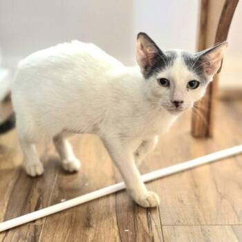 Anabelle -  Domestic Short Hair Cat for Adoption in Tampa, Florida - Anabelle | PetCurious