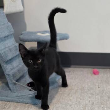 Chugger -  Domestic Short Hair Cat for Adoption in Muncie, Indiana - Chugger | PetCurious