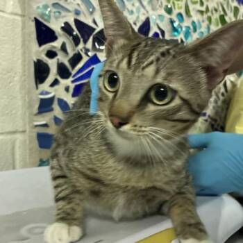 RUSTY -  Domestic Short Hair Cat for Adoption in Pensacola, Florida - RUSTY | PetCurious