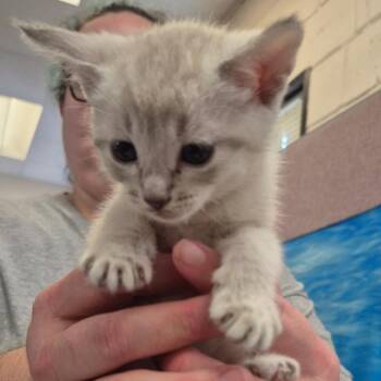 Domestic Short Hair Cats Available for Adoption in Lake Panasoffkee, Florida - Tzatziki | PetCurious