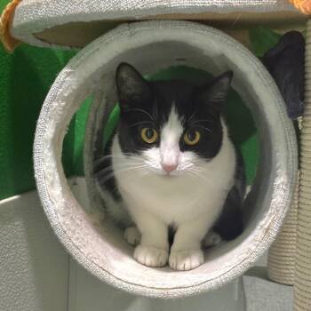 Domestic Short Hair Cats Available for Adoption in Kyle, Texas - CAT MEOW | PetCurious
